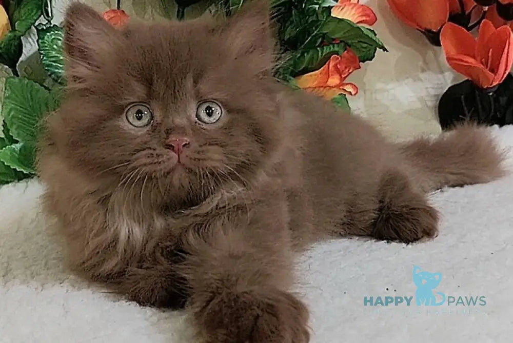 Fabbi British Longhair female cinnamon live animals