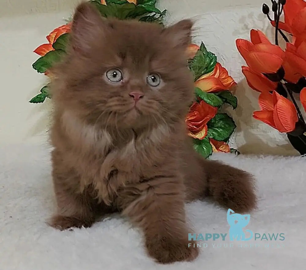 Fabbi British Longhair female cinnamon live animals