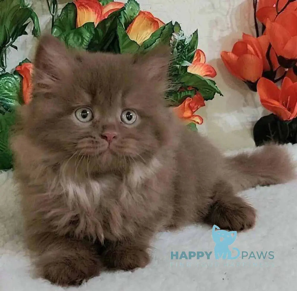 Fabbi British Longhair female cinnamon live animals
