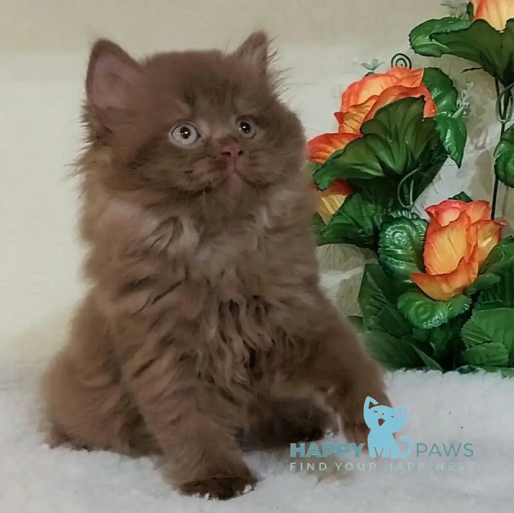 Fabbi British Longhair female cinnamon live animals