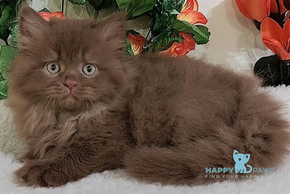 Fabbi British Longhair female cinnamon live animals