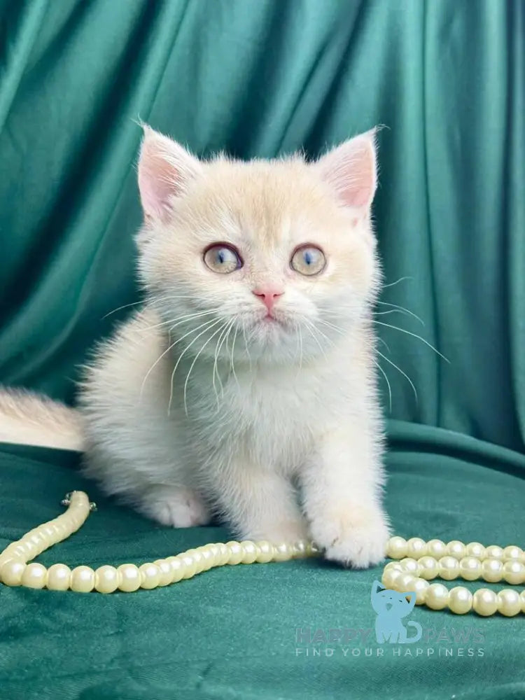 Fabbi British Shorthair female blue golden chinchilla live animals