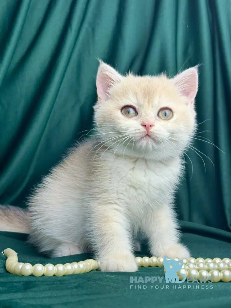 Fabbi British Shorthair female blue golden chinchilla live animals