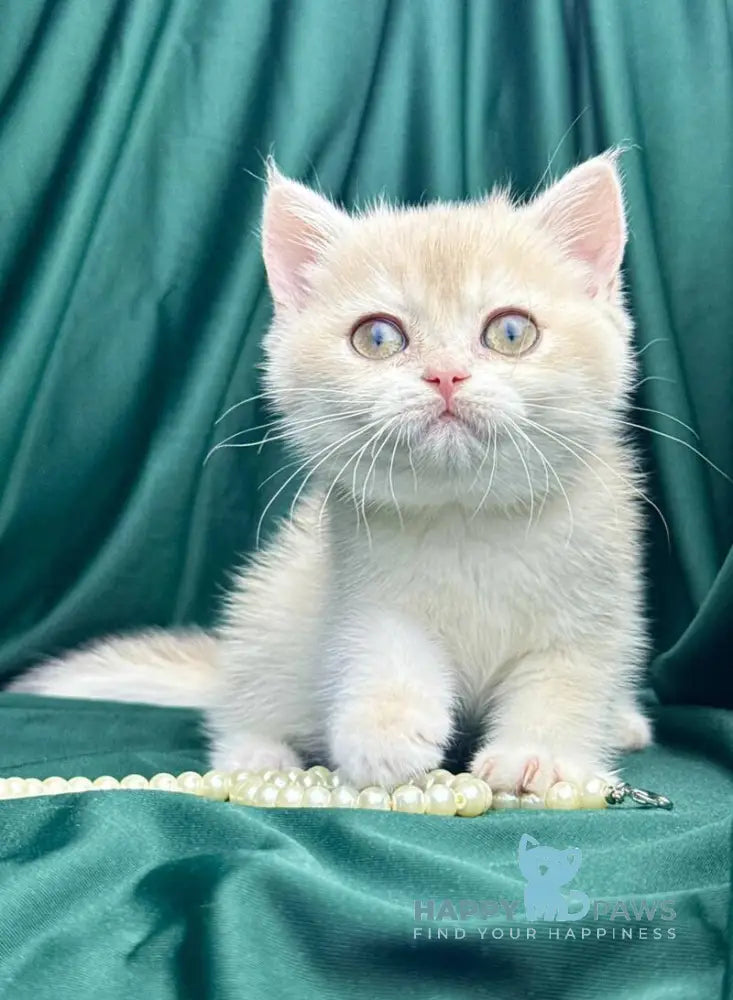 Fabbi British Shorthair female blue golden chinchilla live animals
