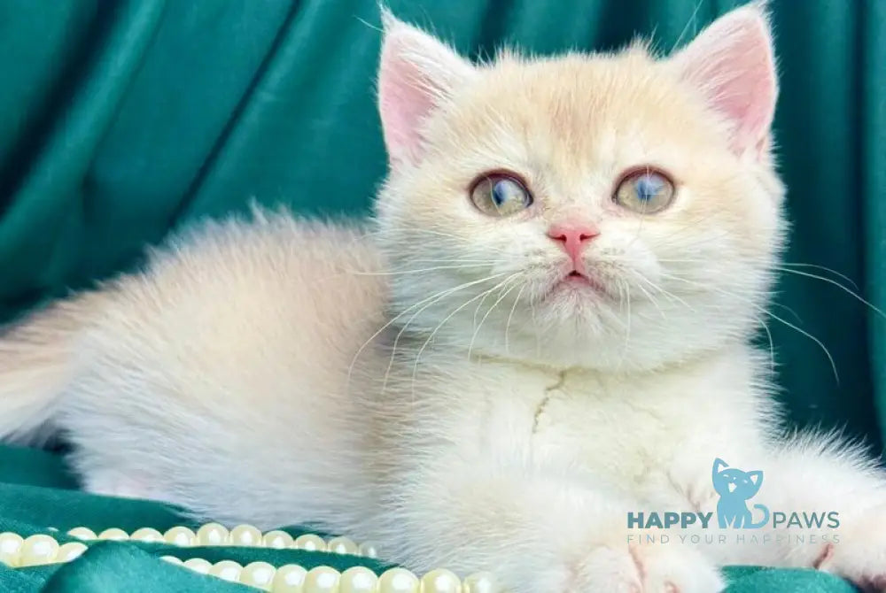 Fabbi British Shorthair female blue golden chinchilla live animals