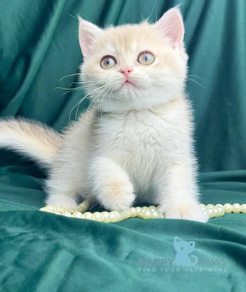 Fabbi British Shorthair female blue golden chinchilla live animals