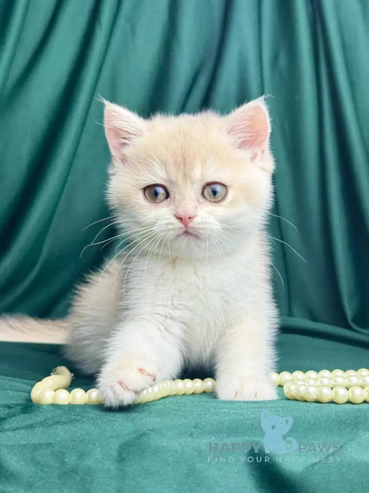 Fabbi British Shorthair female blue golden chinchilla live animals