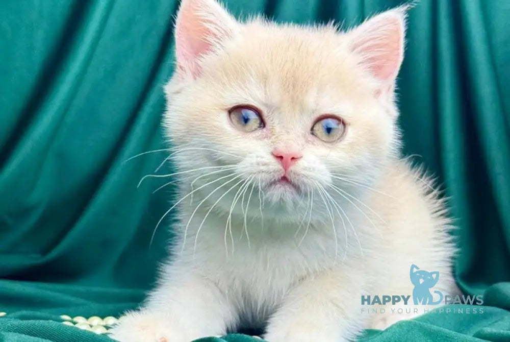 Fabbi British Shorthair female blue golden chinchilla live animals