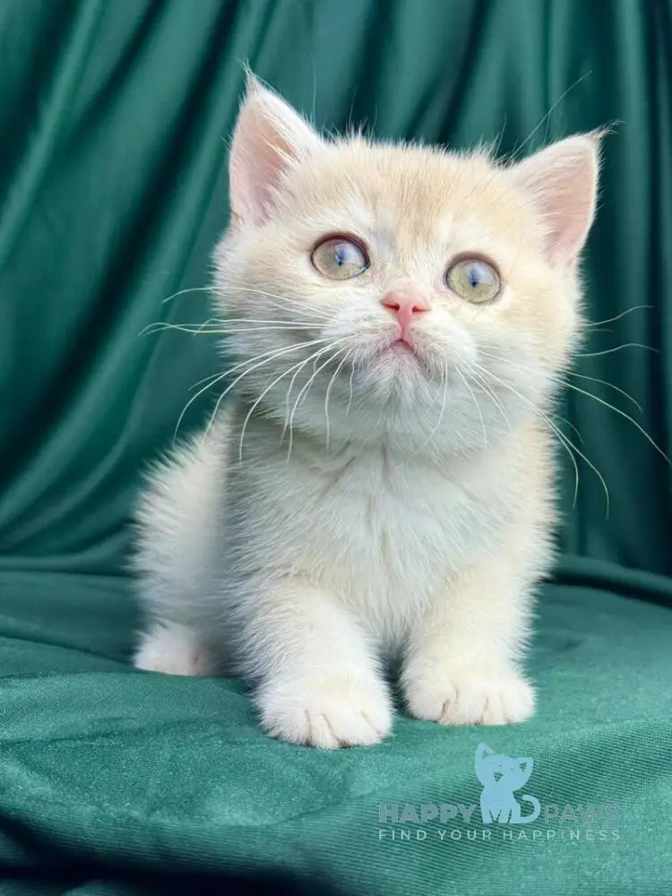 Fabbi British Shorthair female blue golden chinchilla live animals