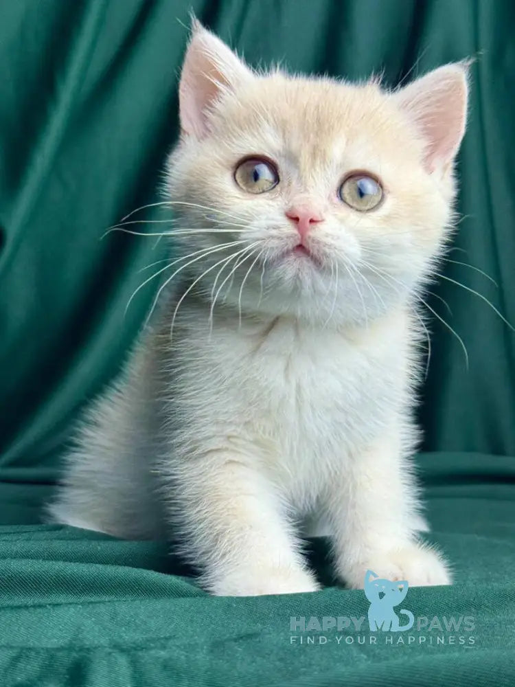 Fabbi British Shorthair female blue golden chinchilla live animals