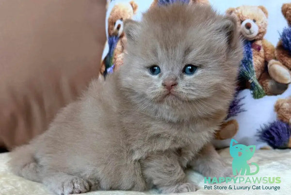 Fabian British Longhair male fawn - live animals