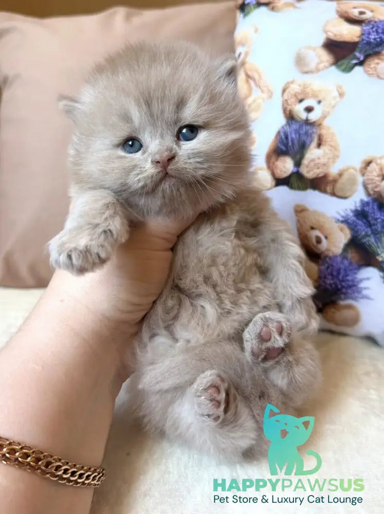 Fabian British Longhair male fawn - live animals