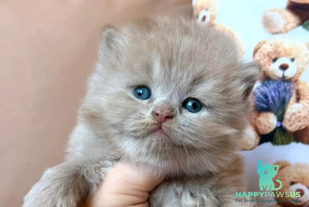 Fabian British Longhair male fawn - live animals