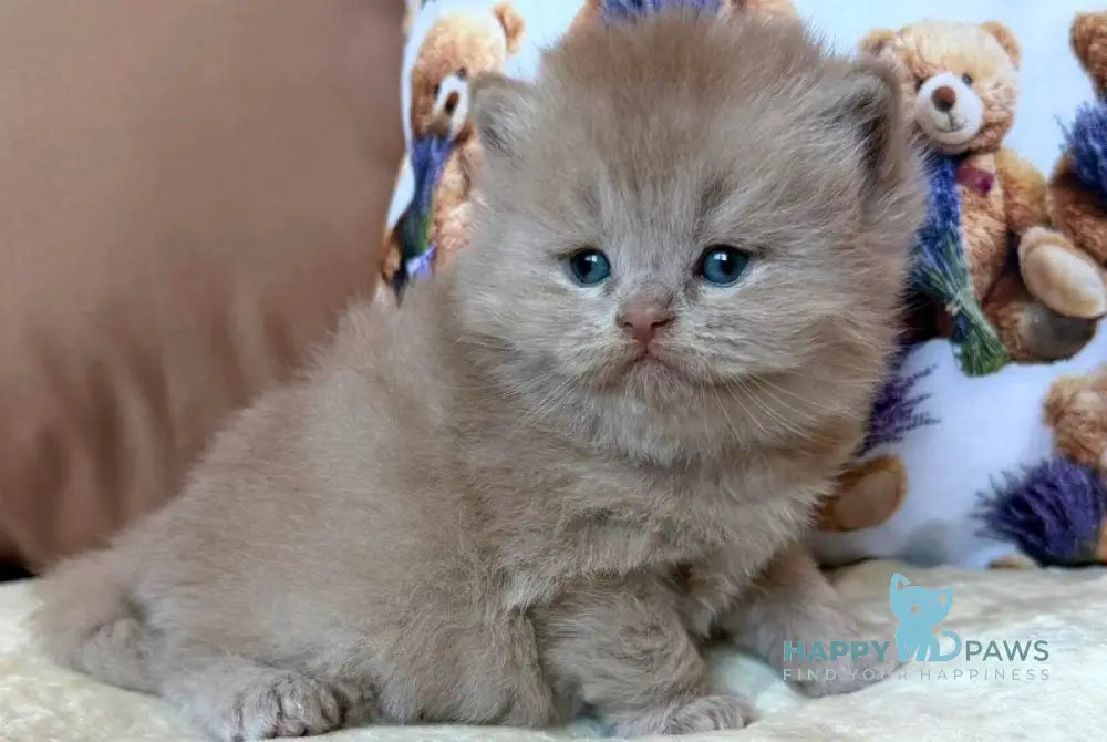 Fabian British Longhair male fawn - live animals