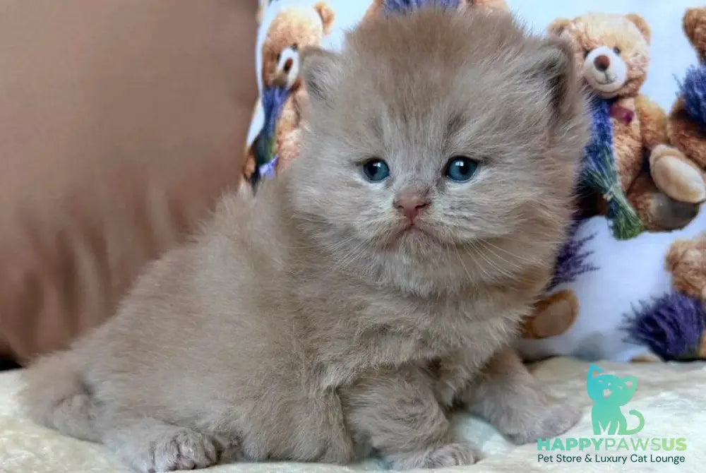 Fabian British Longhair male fawn - live animals