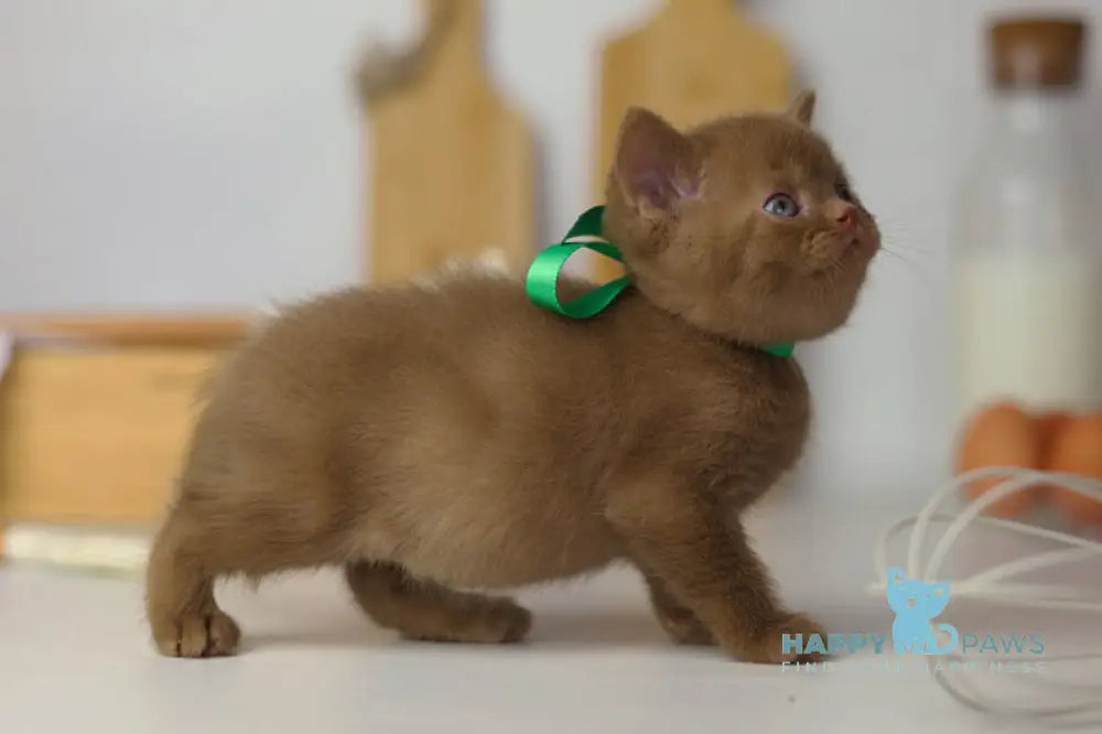 Fabian British Shorthair male cinnamon live animals