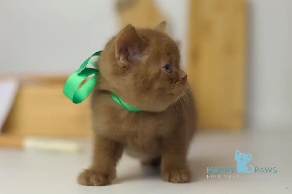 Fabian British Shorthair male cinnamon live animals