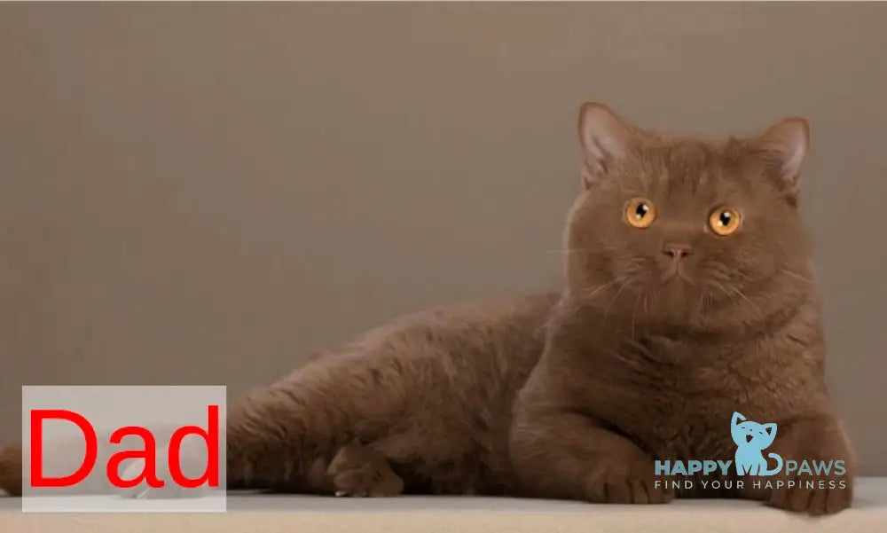 Fabian British Shorthair male cinnamon live animals