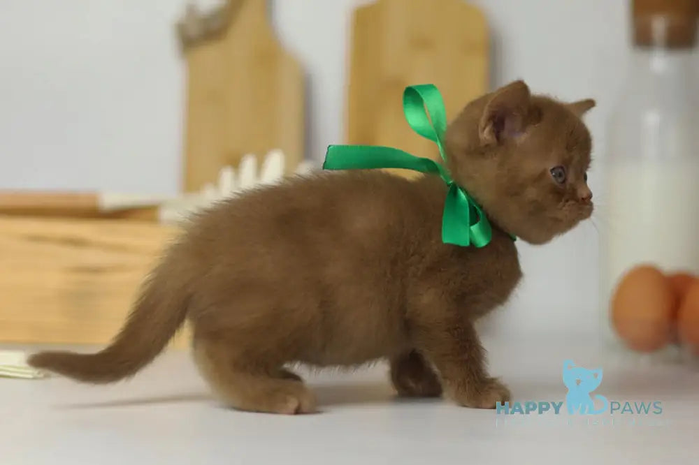 Fabian British Shorthair male cinnamon live animals