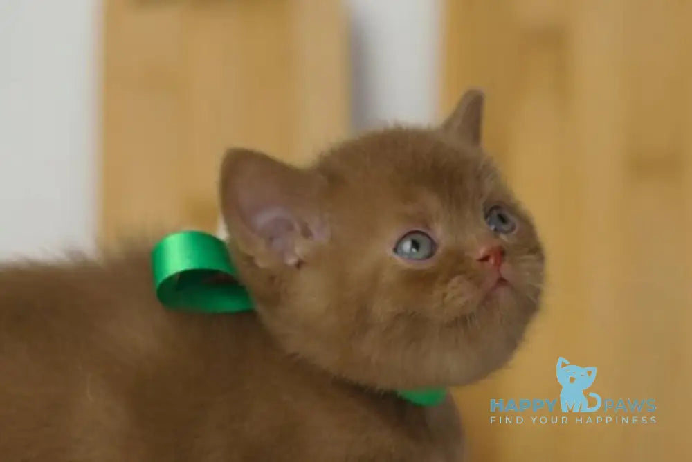 Fabian British Shorthair male cinnamon live animals