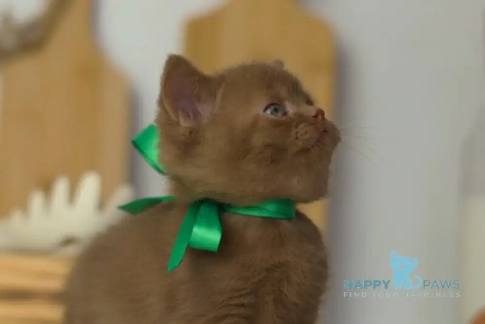 Fabian British Shorthair male cinnamon live animals