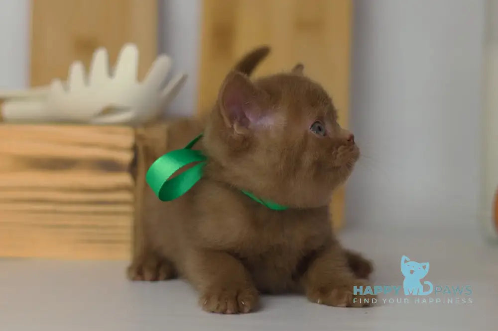 Fabian British Shorthair male cinnamon live animals