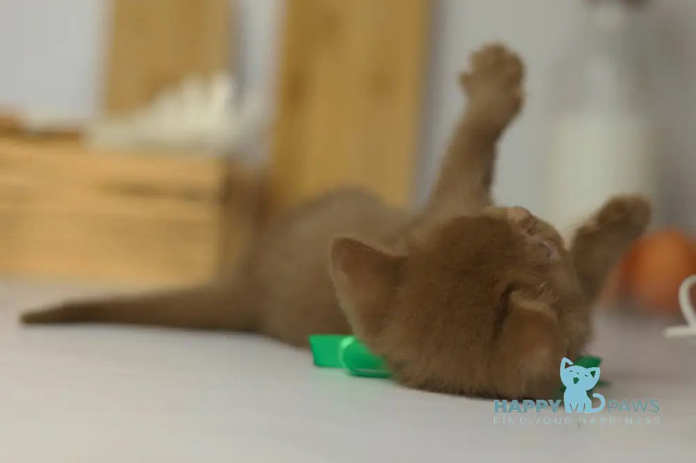 Fabian British Shorthair male cinnamon live animals