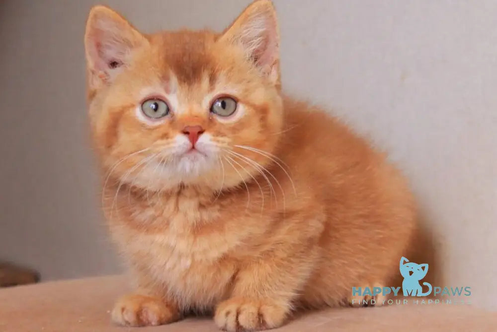 Fabian British Shorthair male cinnamon ticked tabby live animals