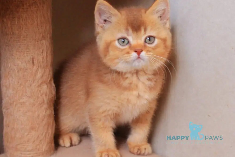 Fabian British Shorthair male cinnamon ticked tabby live animals