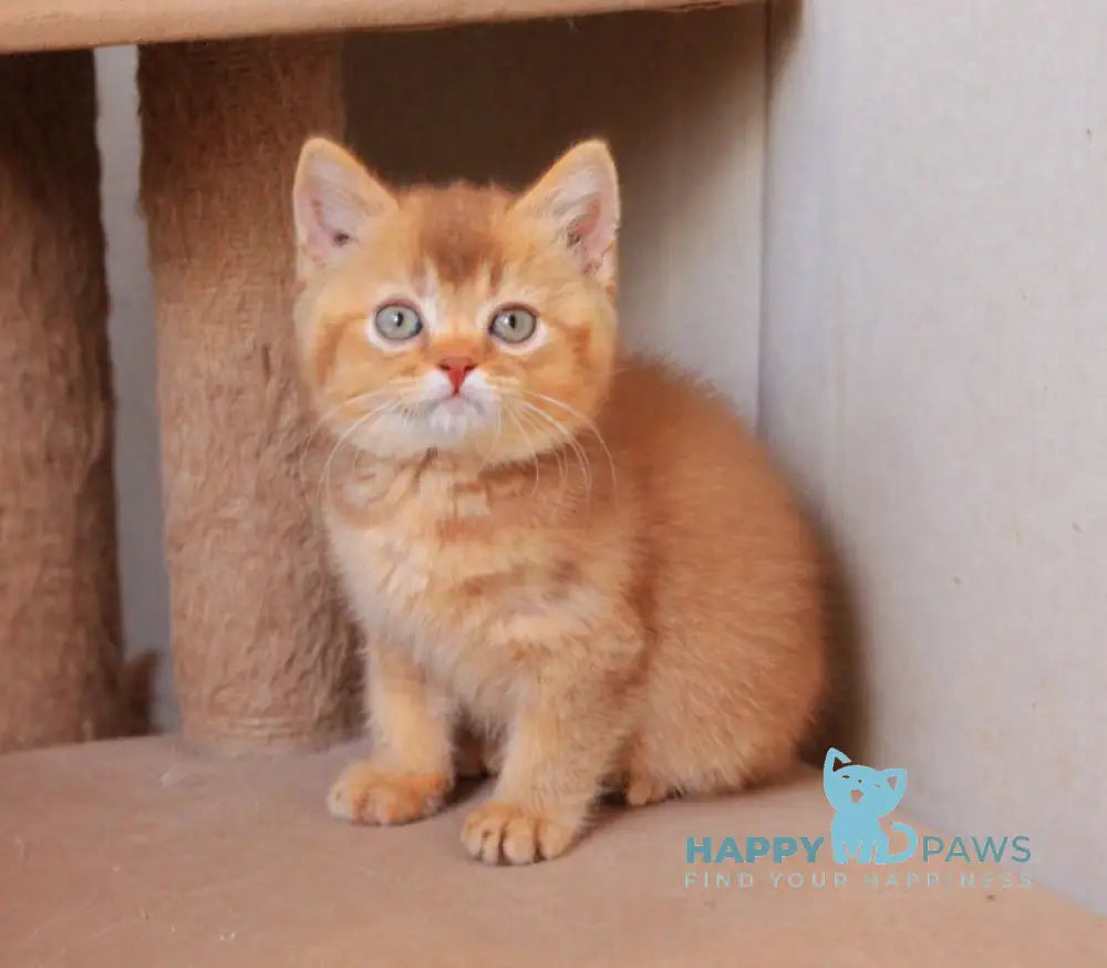 Fabian British Shorthair male cinnamon ticked tabby live animals