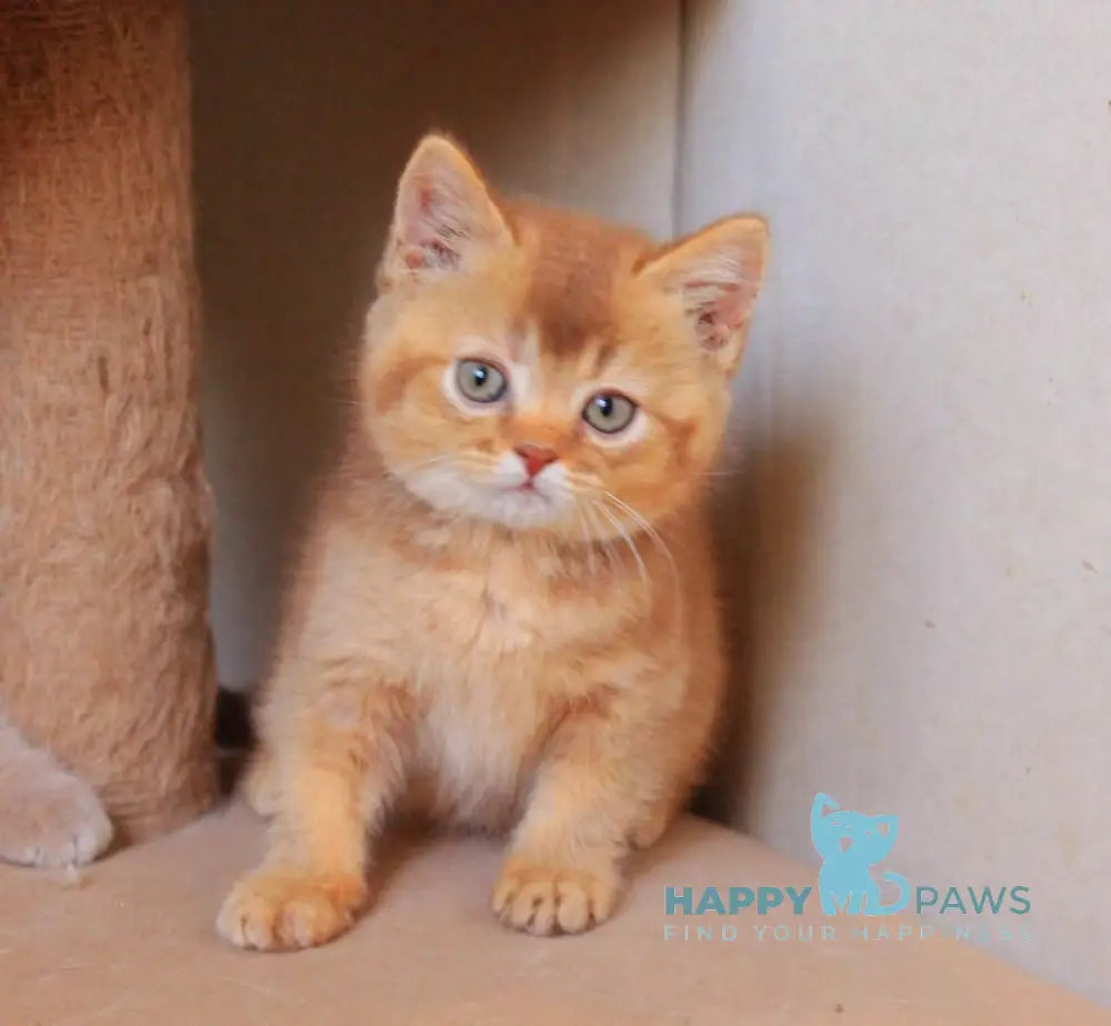 Fabian British Shorthair male cinnamon ticked tabby live animals