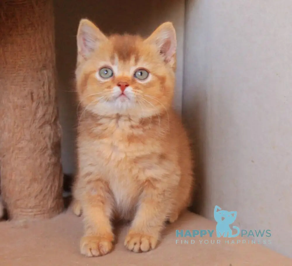 Fabian British Shorthair male cinnamon ticked tabby live animals