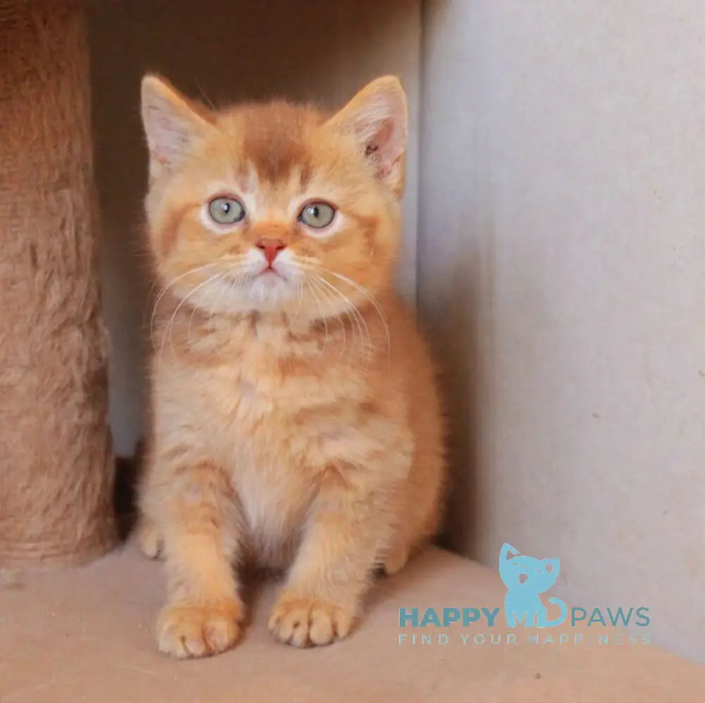 Fabian British Shorthair male cinnamon ticked tabby live animals