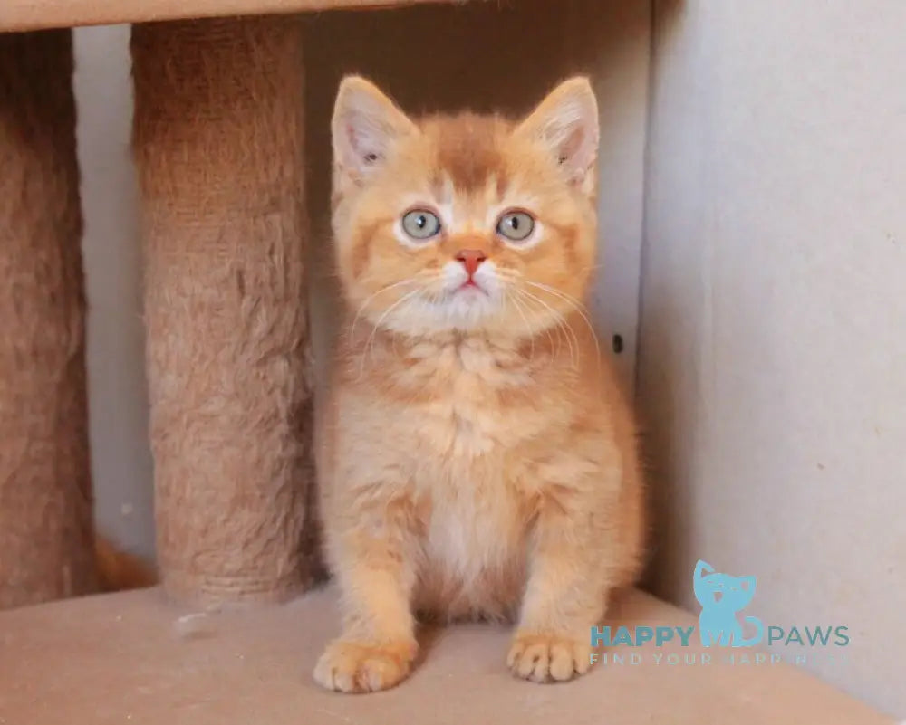 Fabian British Shorthair male cinnamon ticked tabby live animals