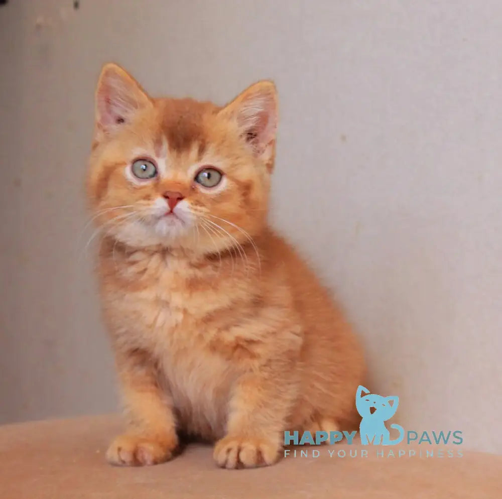 Fabian British Shorthair male cinnamon ticked tabby live animals