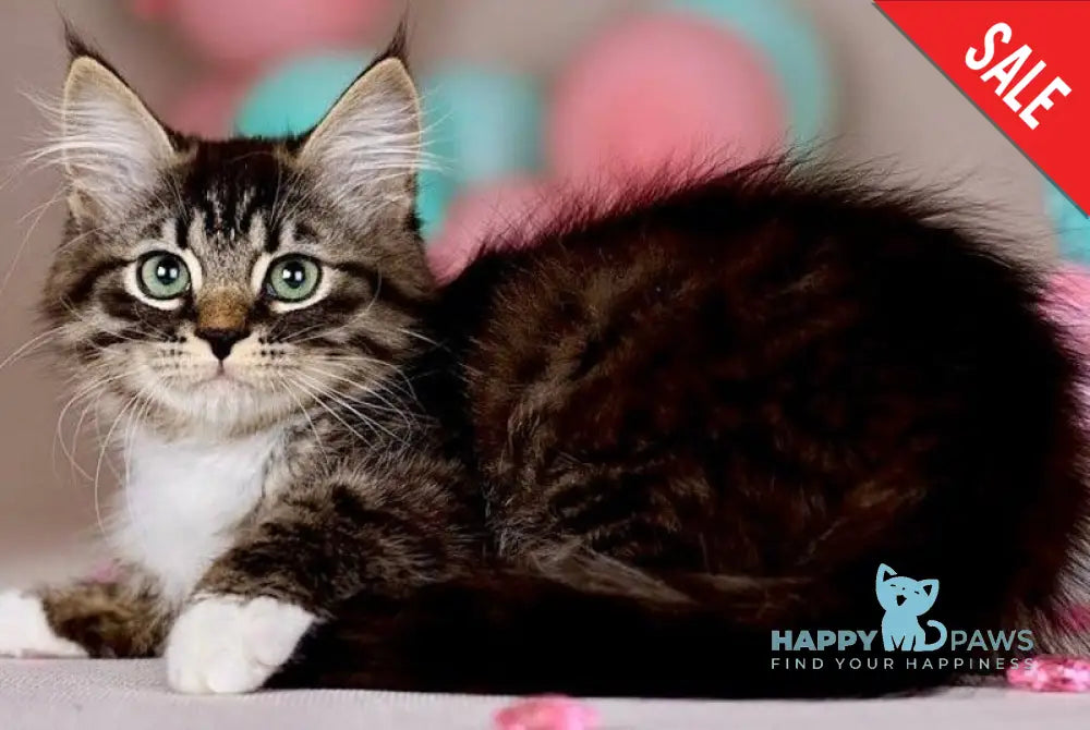 Fabian Siberian male black with white tabby - live animals