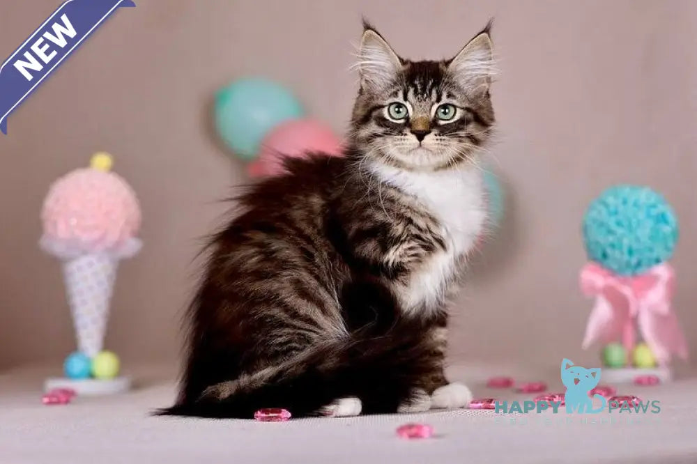 Fabian Siberian male black with white tabby - live animals