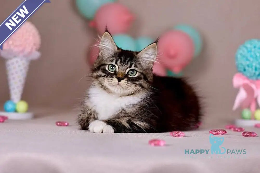 Fabian Siberian male black with white tabby - live animals
