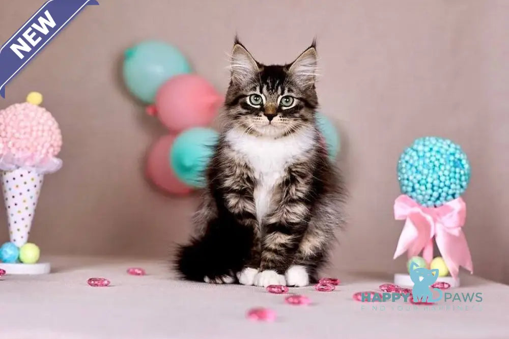 Fabian Siberian male black with white tabby - live animals