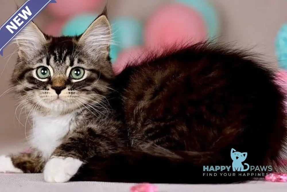 Fabian Siberian male black with white tabby - live animals