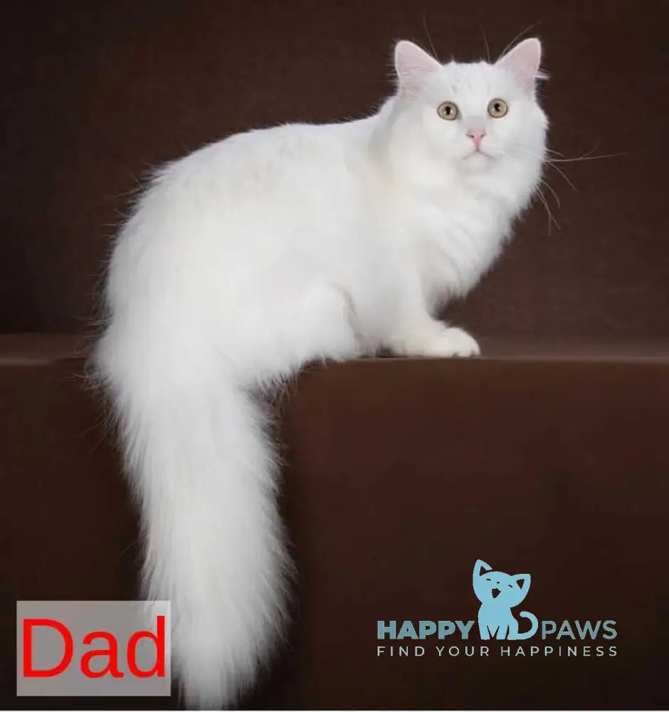 Fabian Siberian male white live animals