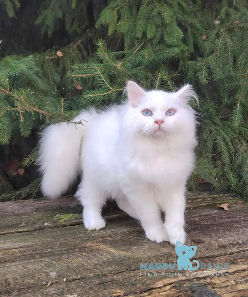 Fabian Siberian male white live animals