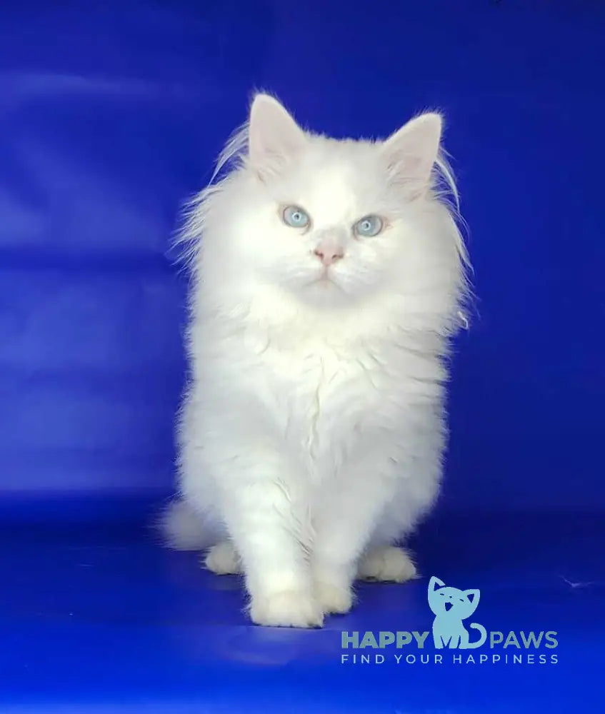 Fabian Siberian male white live animals