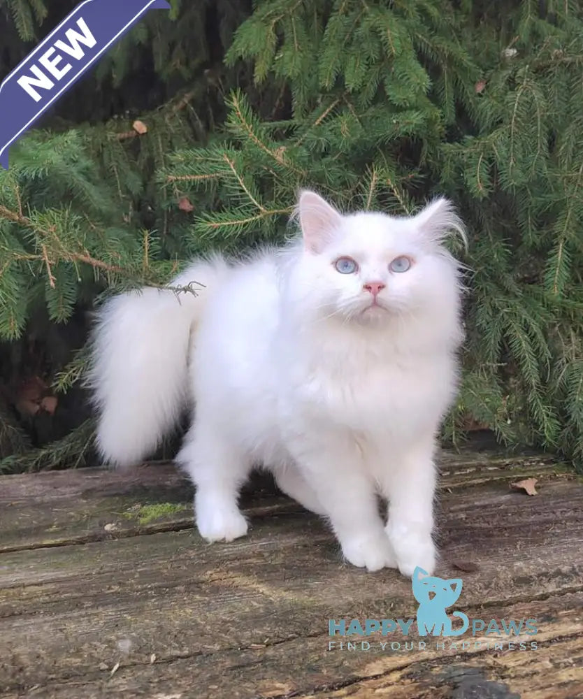 Fabian Siberian male white live animals