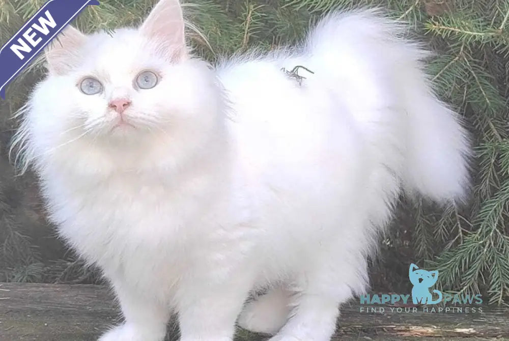 Fabian Siberian male white live animals