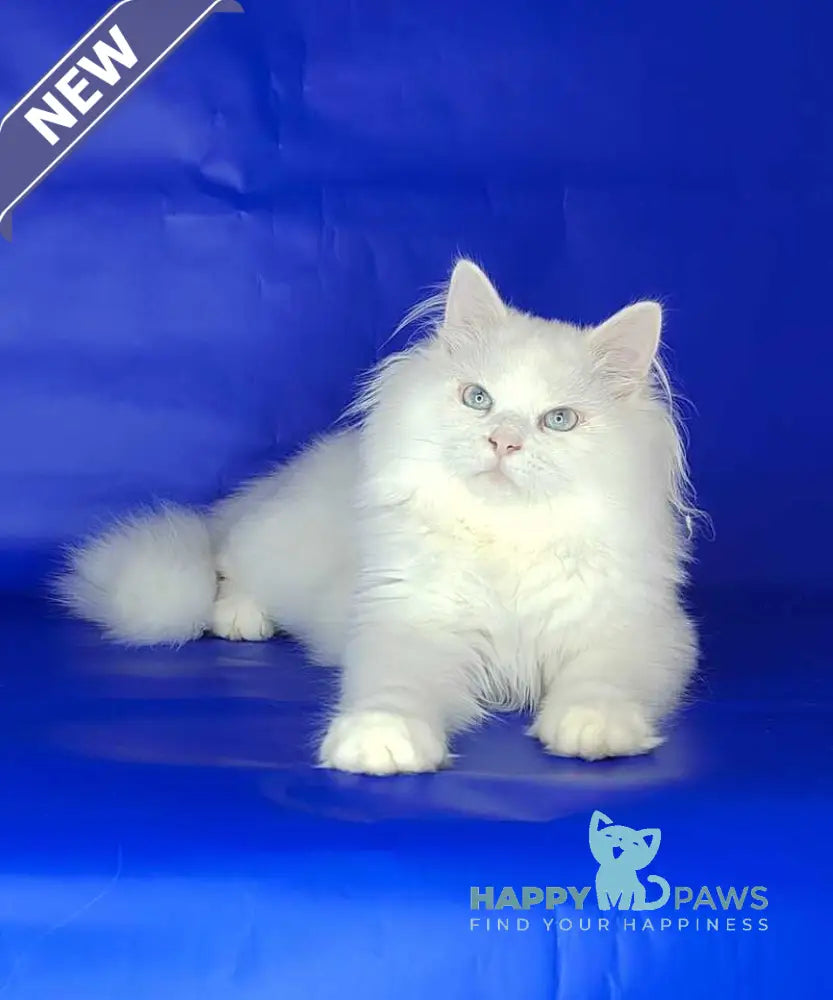 Fabian Siberian male white live animals