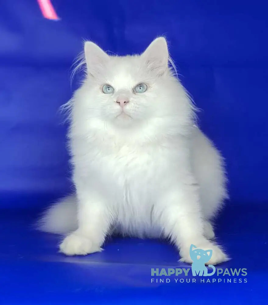 Fabian Siberian male white live animals