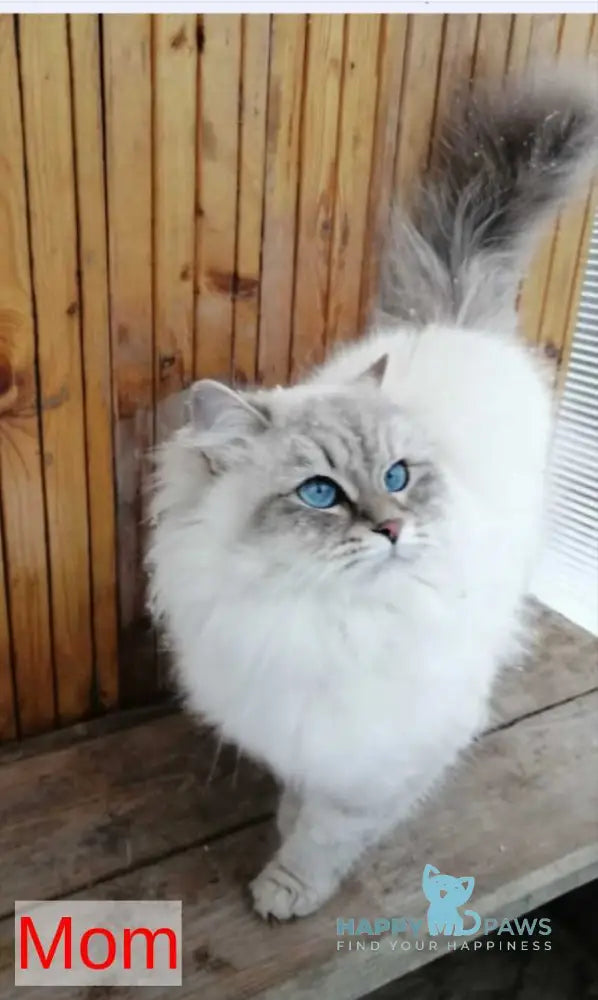 Fabian Siberian male white live animals