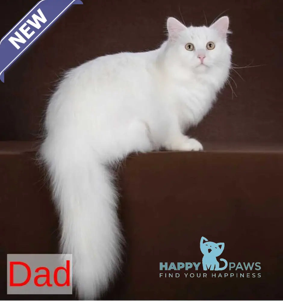 Fabian Siberian male white live animals