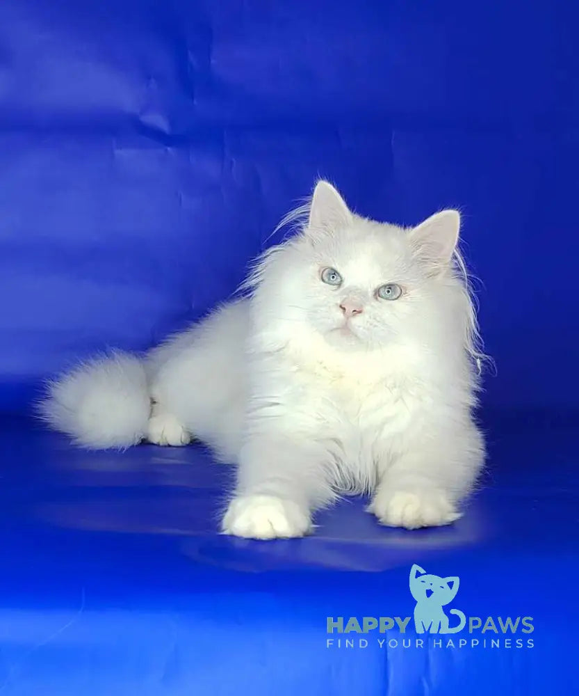 Fabian Siberian male white live animals